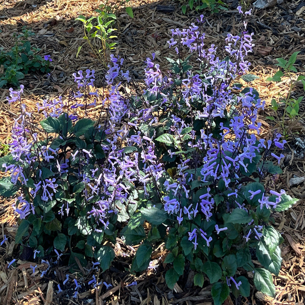 Plectranthus Mona Lavender Perennial Plant (Purple Flowers) in a 6-in.   OnlinePlantCenter