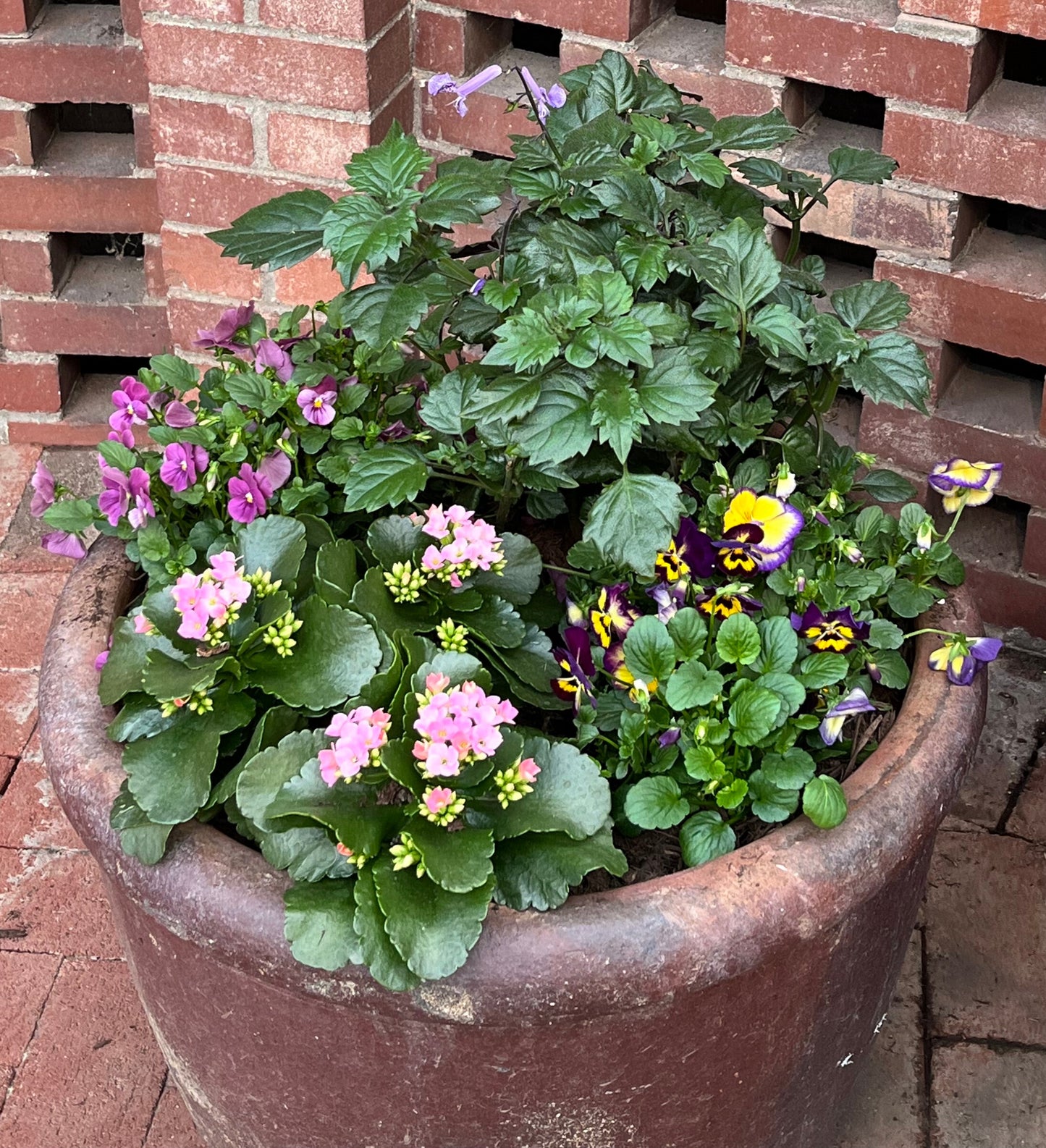 Plectranthus Mona Lavender Perennial Plant (Purple Flowers) in a 6-in. (1 Gal.) Grower Pot