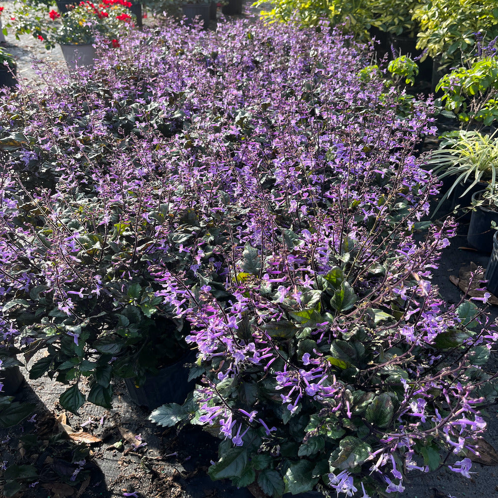 lavender mona plant Plectranthus Mona Lavender Perennial Plant (Purple Flowers) in a 6-in. (1  Gal.) Grower Pot