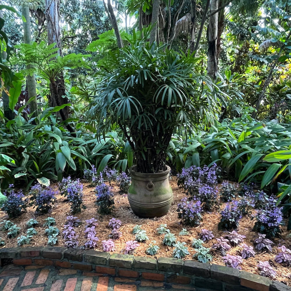 Plectranthus Mona Lavender Perennial Plant (Purple Flowers) in a 6-in. (1 Gal.) Grower Pot