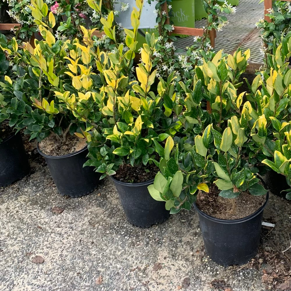 Ligustrum Privet Howards Variegated Shrub (White Flowers) in 10 in. (3 Gal.) Grower Pot