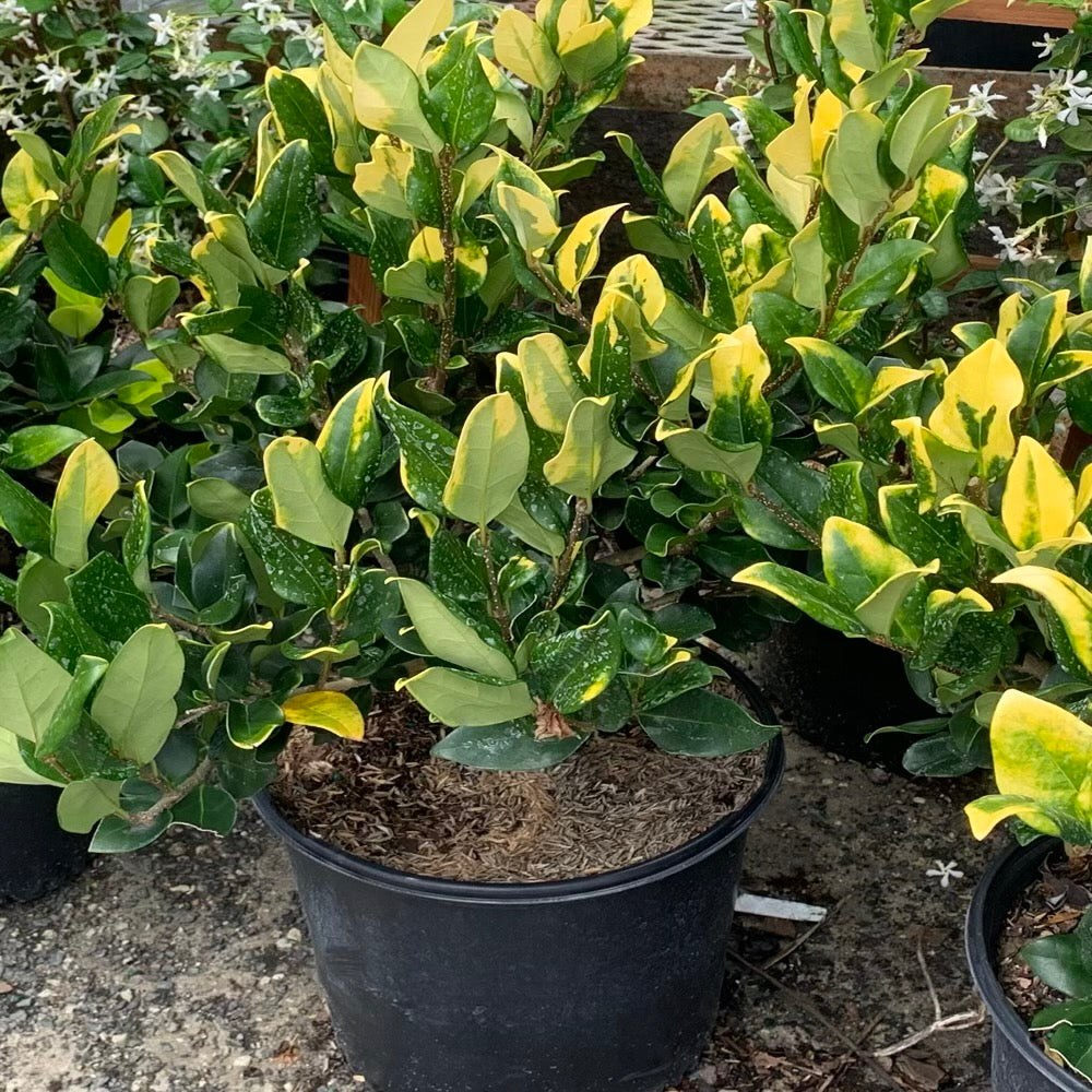 Ligustrum Privet Howards Variegated Shrub (White Flowers) in 10 in. (3 Gal.) Grower Pot