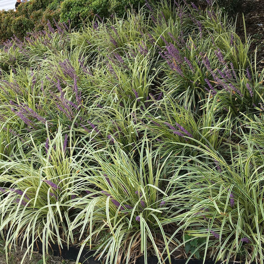 Grass Liriope Variegated Turf Lily Plant (Purple Flowers) in a 6-in. (1 Gal) Grower Pot