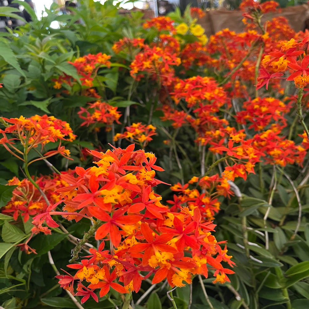 Asclepias Red Butterflies Tropical Milkweed Perennial Plant (Red & Yellow Flowers) in a 6-in. (3 gal.) Grower Pot