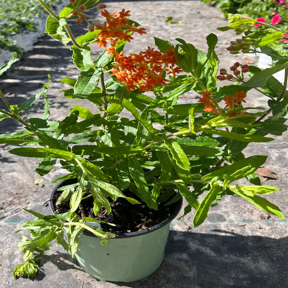 Asclepias Red Butterflies Tropical Milkweed Perennial Plant (Red & Yellow Flowers) in a 6-in. (3 gal.) Grower Pot