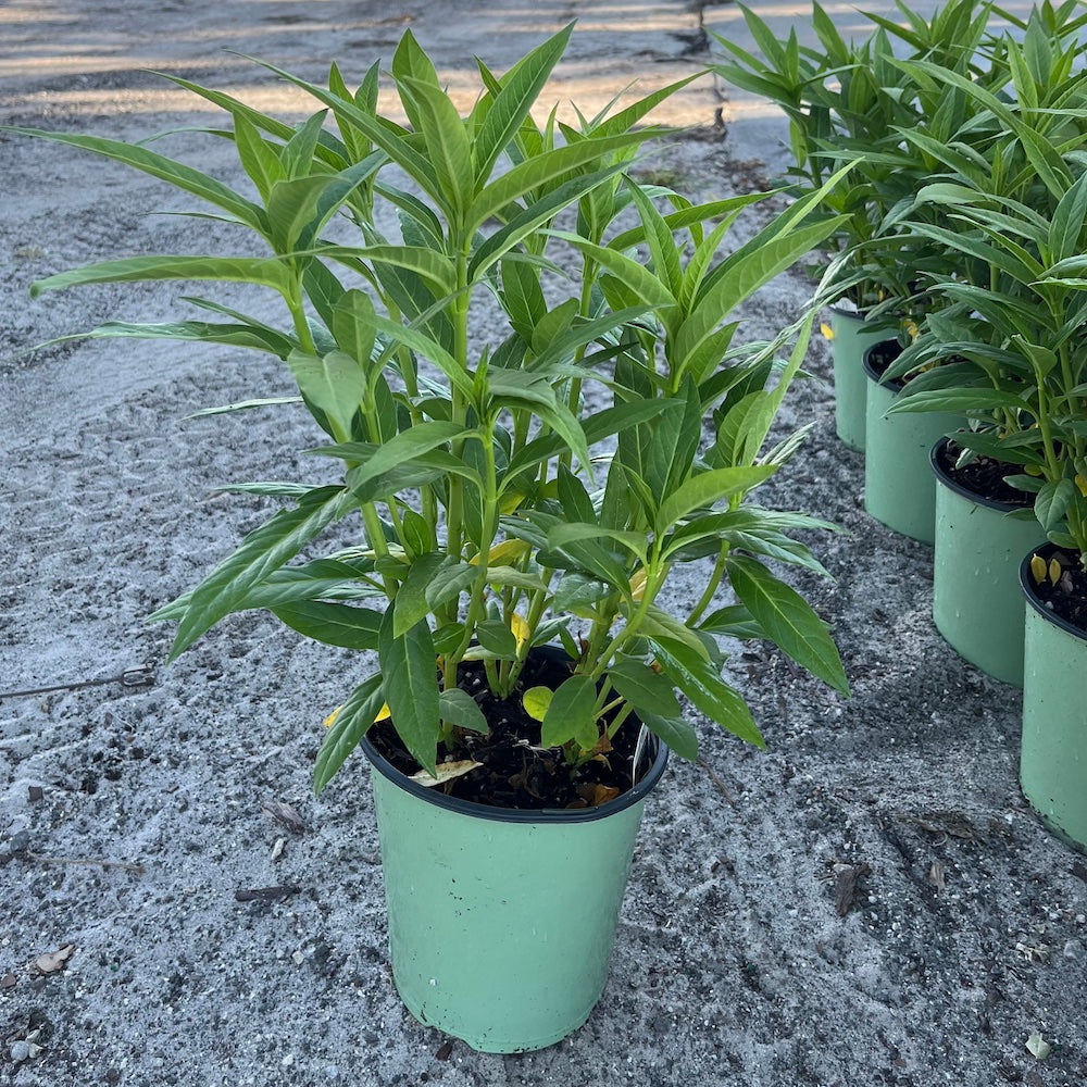 Asclepias Red Butterflies Tropical Milkweed Perennial Plant (Red & Yellow Flowers) in a 6-in. (3 gal.) Grower Pot