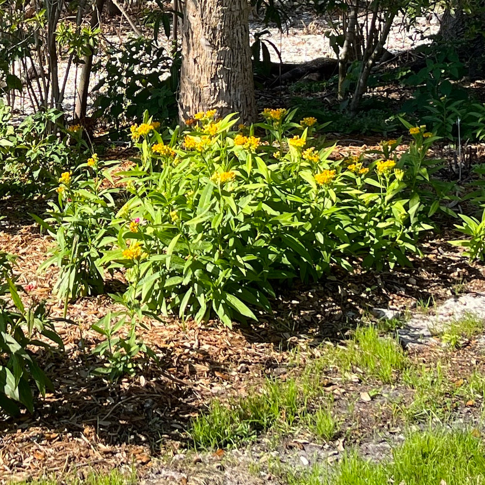 Asclepias Silky Gold Tropical Milkweed Perennial Plant (Yellow Flowers) in a 6 in. (3 gal.) Grower Pot