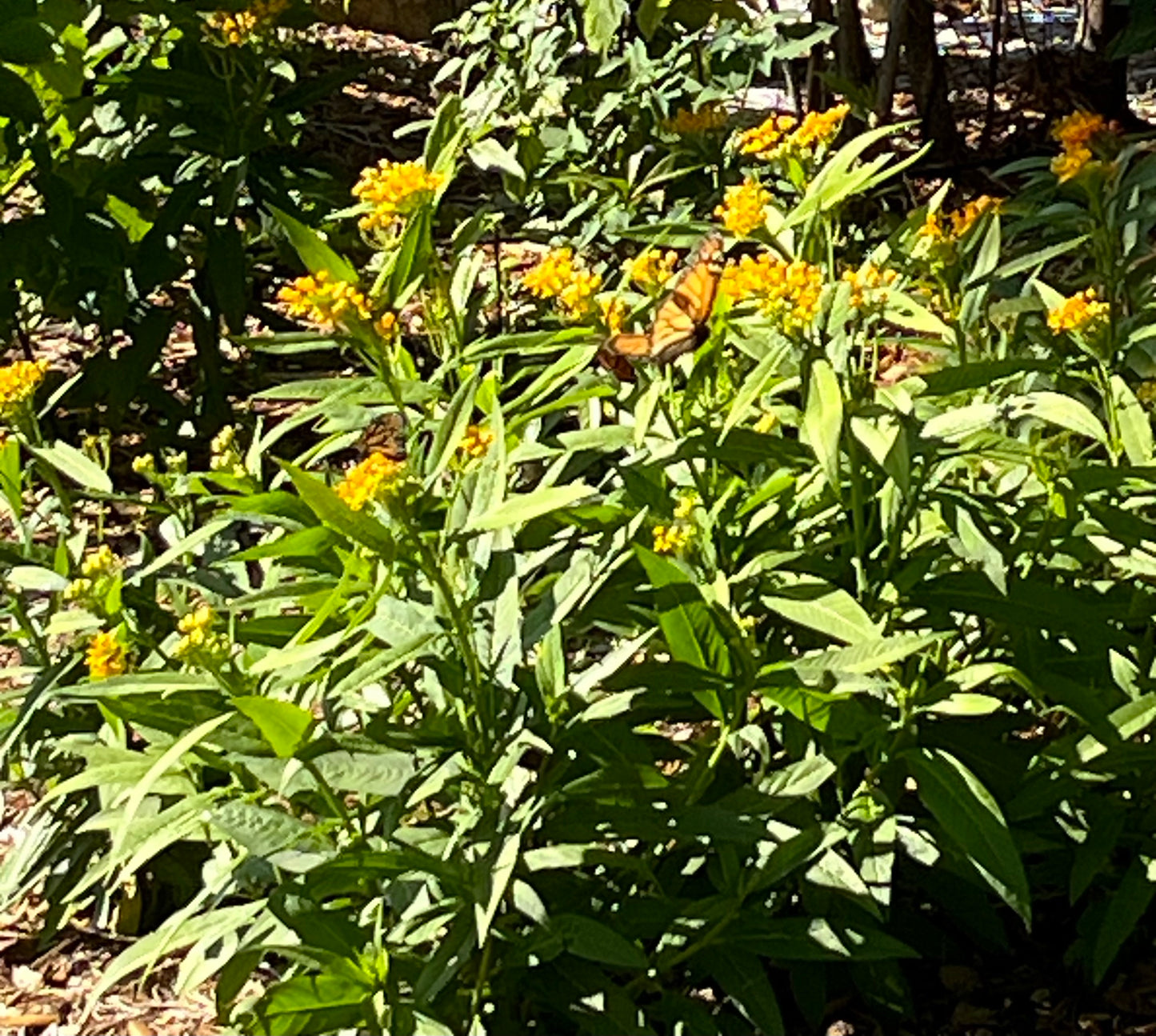 Asclepias Silky Gold Tropical Milkweed Perennial Plant (Yellow Flowers) in a 6 in. (3 gal.) Grower Pot