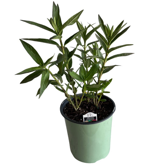 Asclepias Red Butterflies Tropical Milkweed Perennial Plant (Red & Yellow Flowers) in a 6-in. (3 gal.) Grower Pot