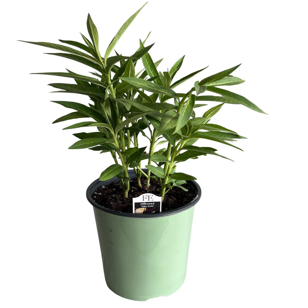 Asclepias Silky Gold Tropical Milkweed Perennial Plant (Yellow Flowers) in a 6 in. (3 gal.) Grower Pot