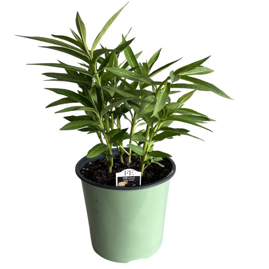 Asclepias Silky Gold Tropical Milkweed Perennial Plant (Yellow Flowers) in a 6 in. (3 gal.) Grower Pot