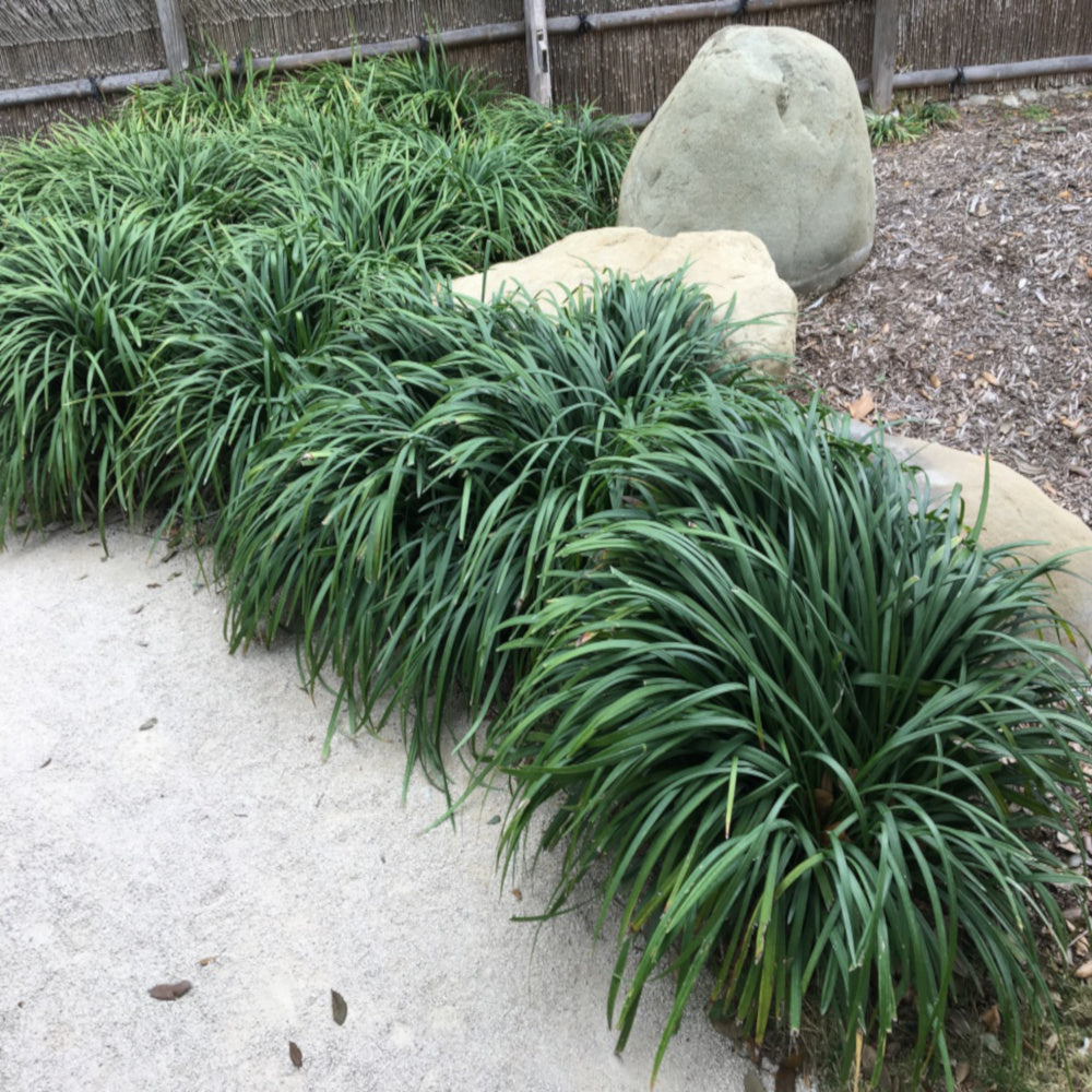 Grass Ophiopogon Mondo Grass Plant in a 6-in. (1 Gal.) Grower Pot