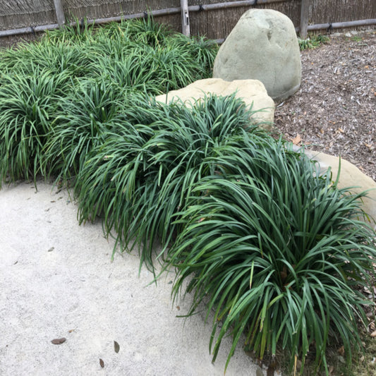 Grass Mondo Grass Plant in a 6-in. (1 Gal.) Grower Pot