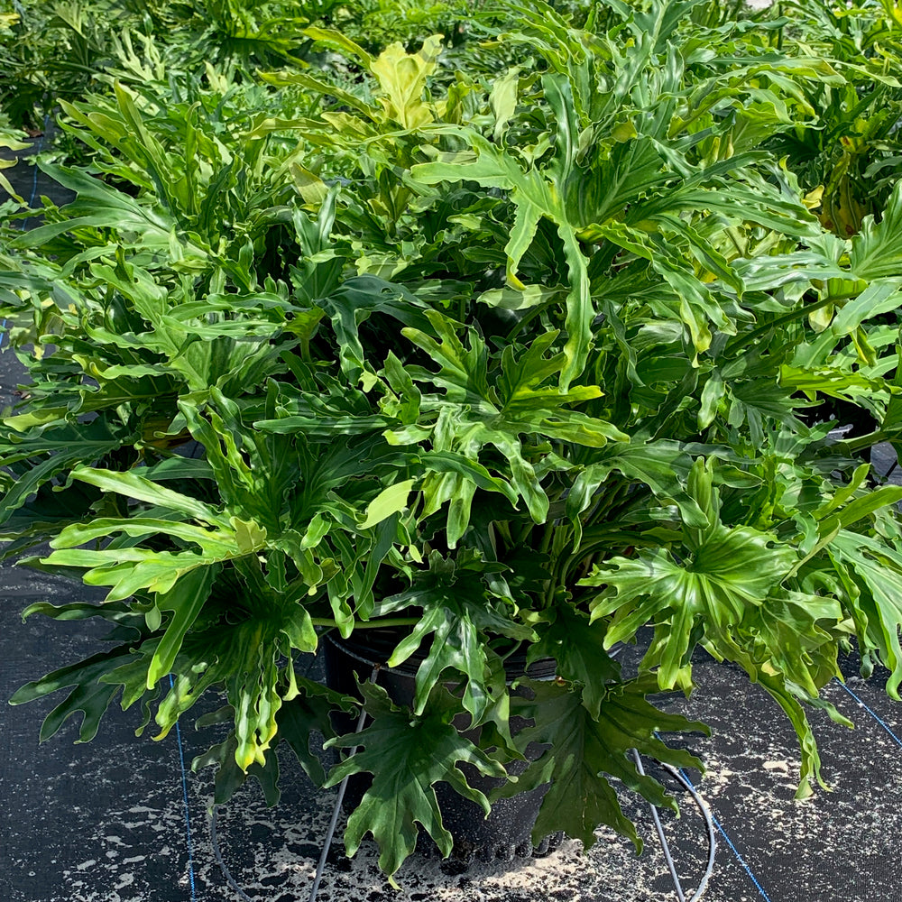 Philodendron Selloum Plant in 10 in. (3 Gal.) Grower Pot