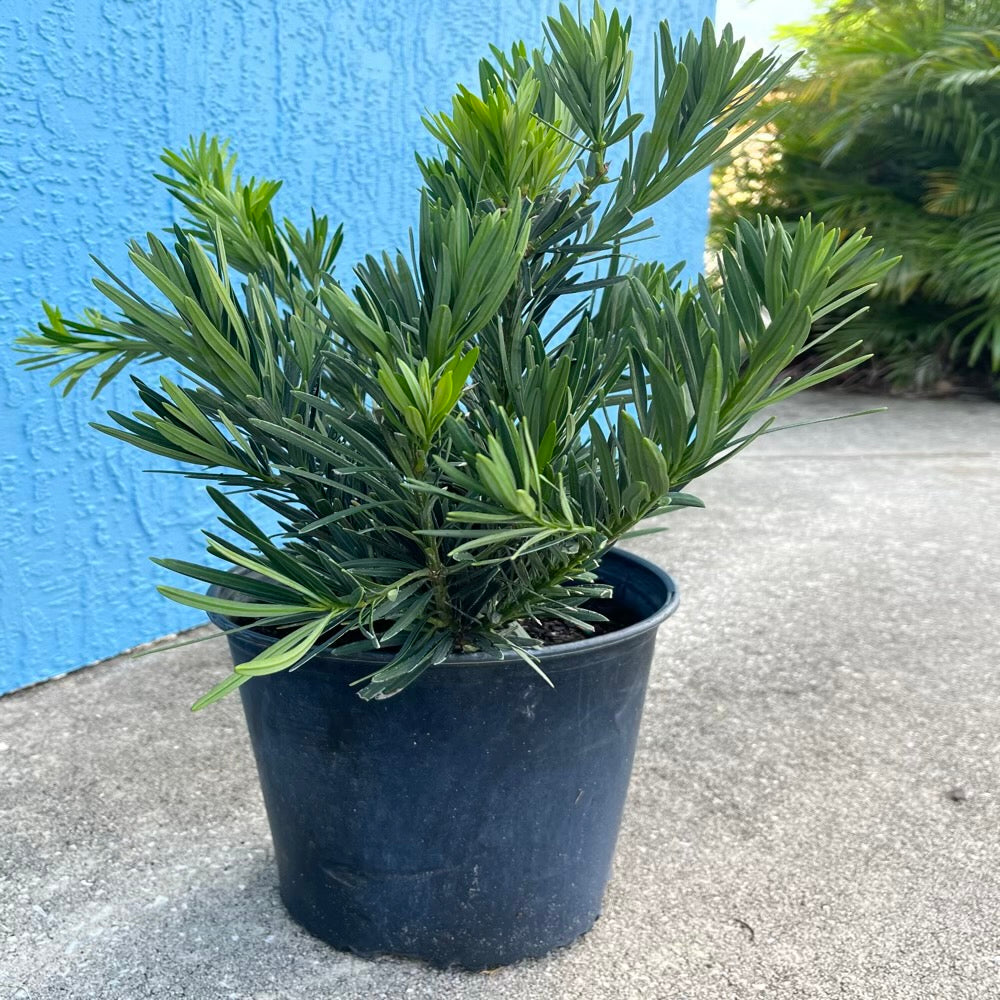 Podocarpus Pringles Dwarf Yew Shrub in 10 in. (3 Gal.) Grower Pot