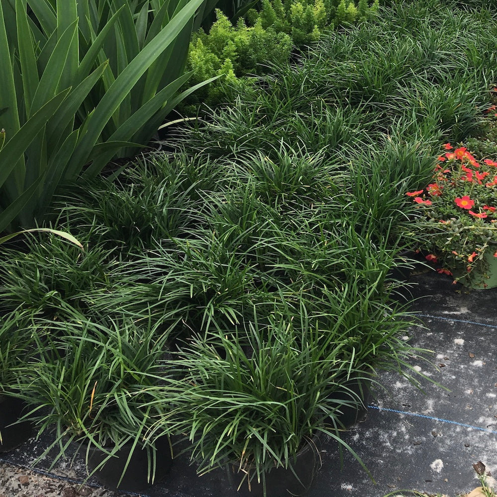 Grass Mondo Grass Plant in a 6-in. (1 Gal.) Grower Pot