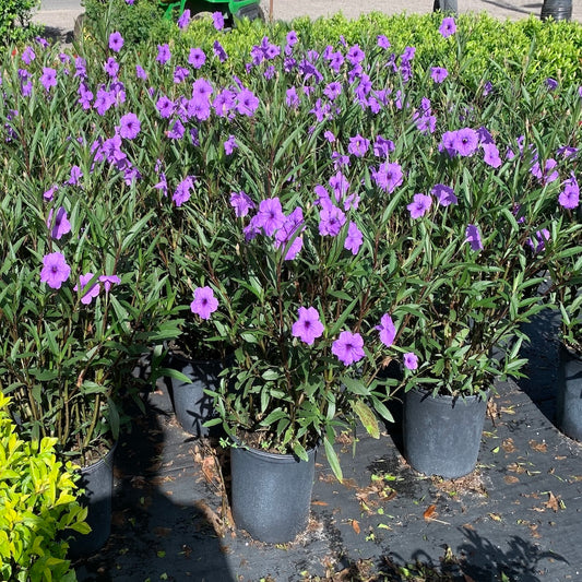 Ruellia Mayan Purple Mexican Petunia Shrub (Purple Flowers) in a 10 in. (3 gal.) Grower Pot