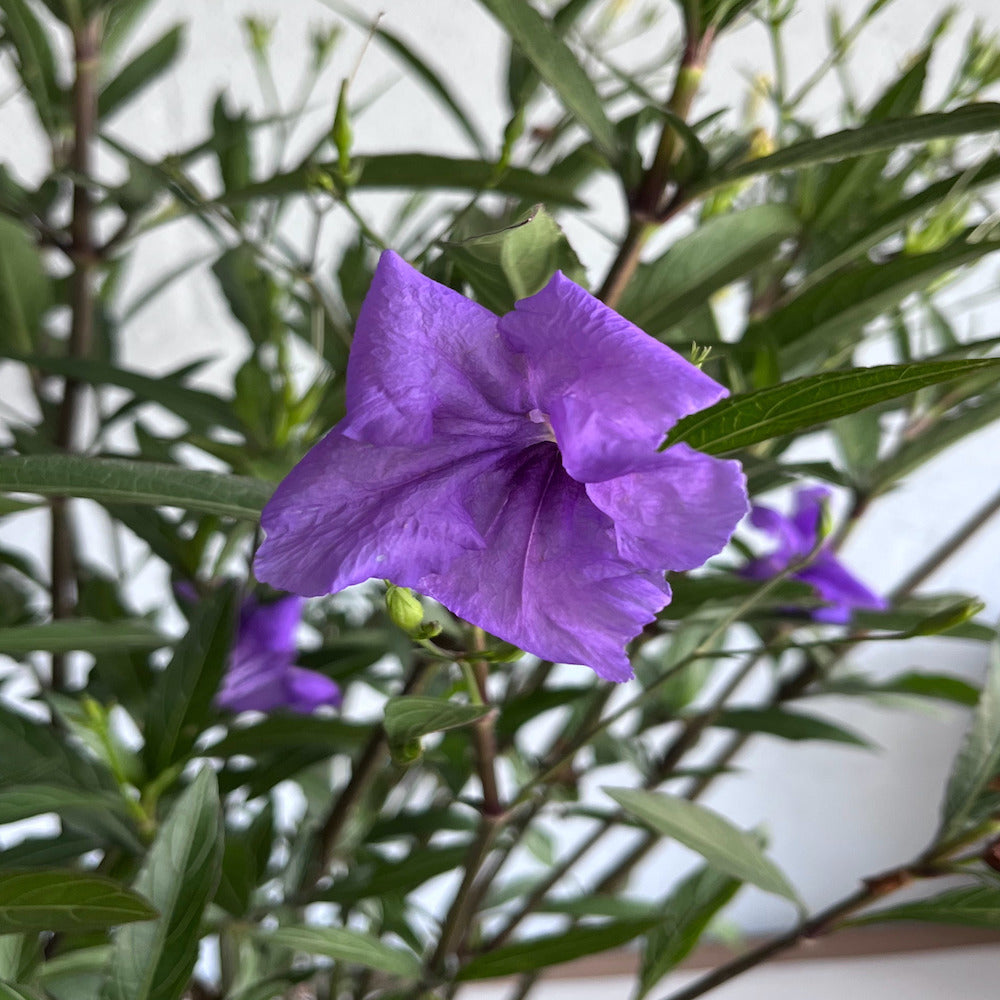 Ruellia Mayan Purple Mexican Petunia Shrub (Purple Flowers) in a 10 in. (3 gal.) Grower Pot