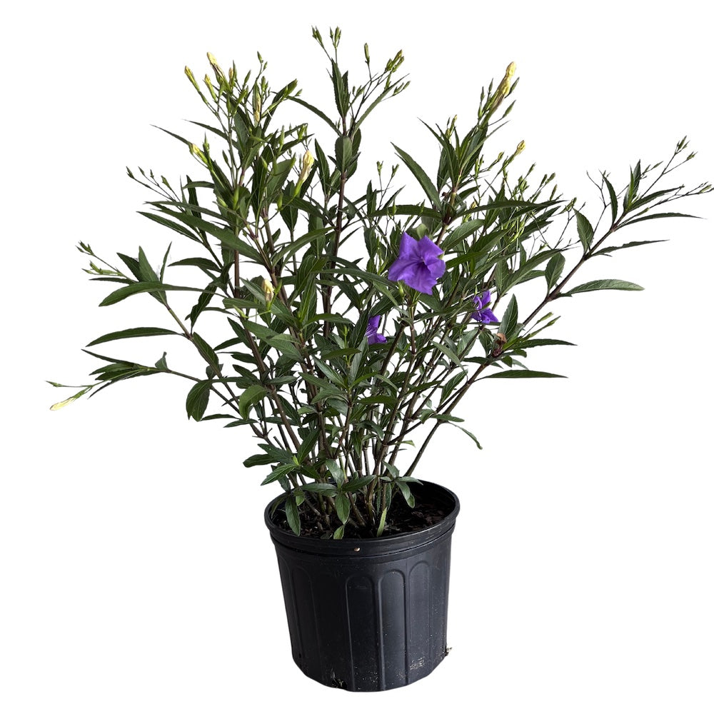 Ruellia Mayan Purple Mexican Petunia Shrub (Purple Flowers) in a 10 in. (3 gal.) Grower Pot