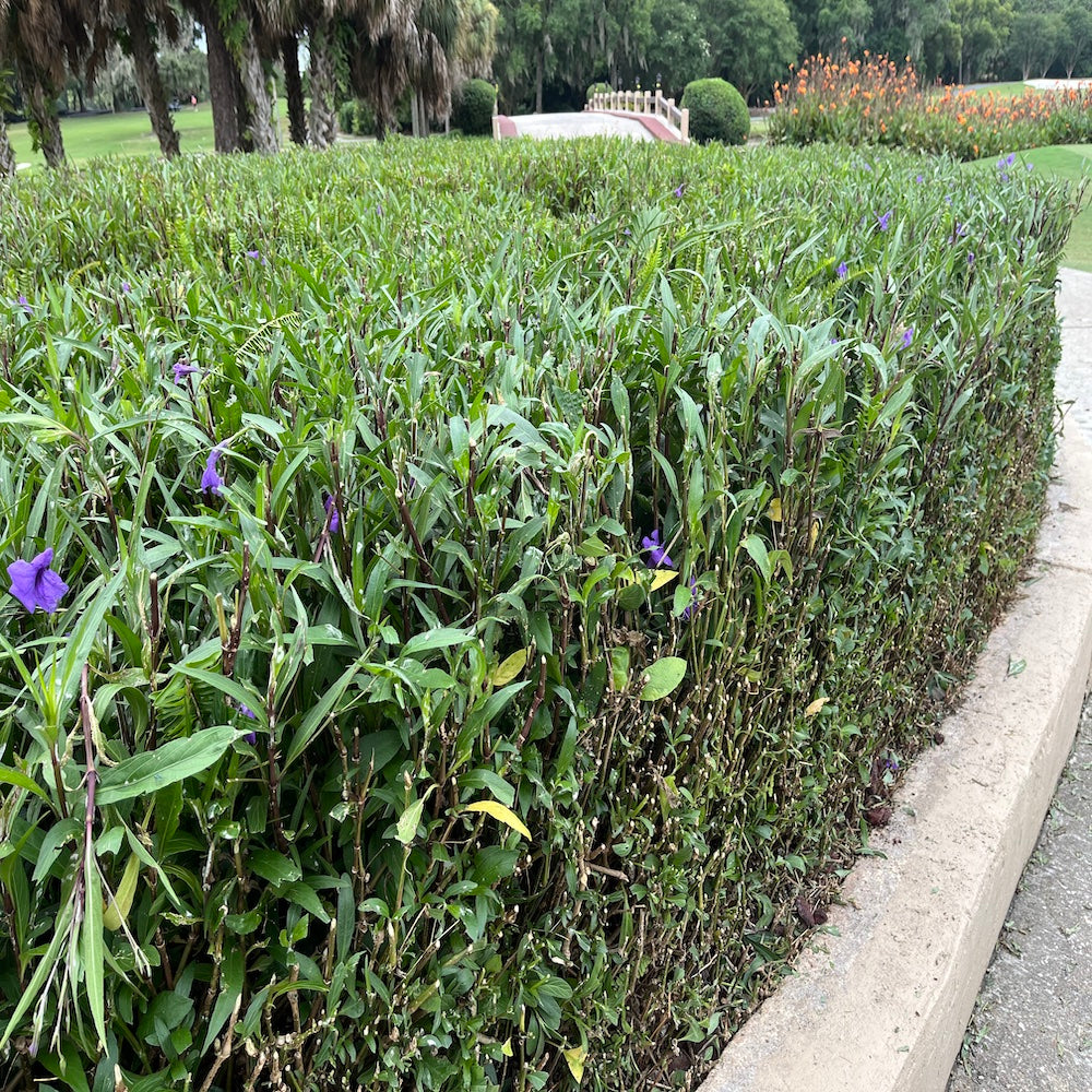 Ruellia Mayan Purple Mexican Petunia Shrub (Purple Flowers) in a 10 in. (3 gal.) Grower Pot