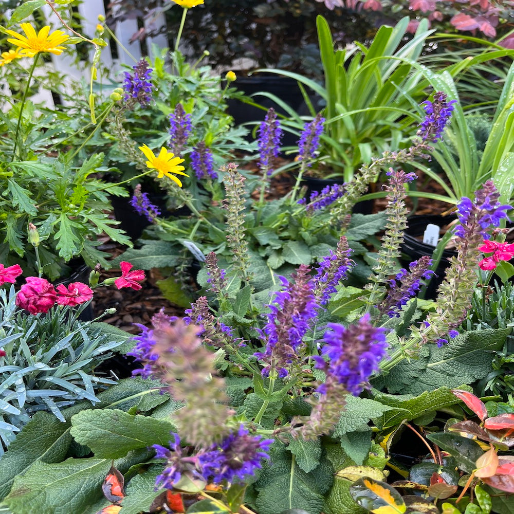 Salvia Mysty Salvia Perennial Plant (Deep Violet Blue Flowers) in a 6-in. (1 gal.) Grower Pot