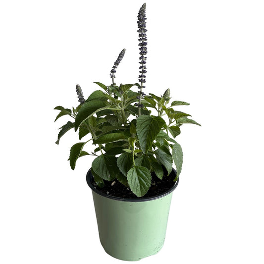 Salvia Mysty Salvia Perennial Plant (Deep Violet Blue Flowers) in a 6-in. (1 gal.) Grower Pot