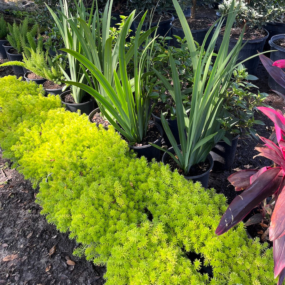 Sedum Lemon Ball Sedum Perennial Plant Yellow Flowers in a 6-in. (1-gal.) Black Grower Pot