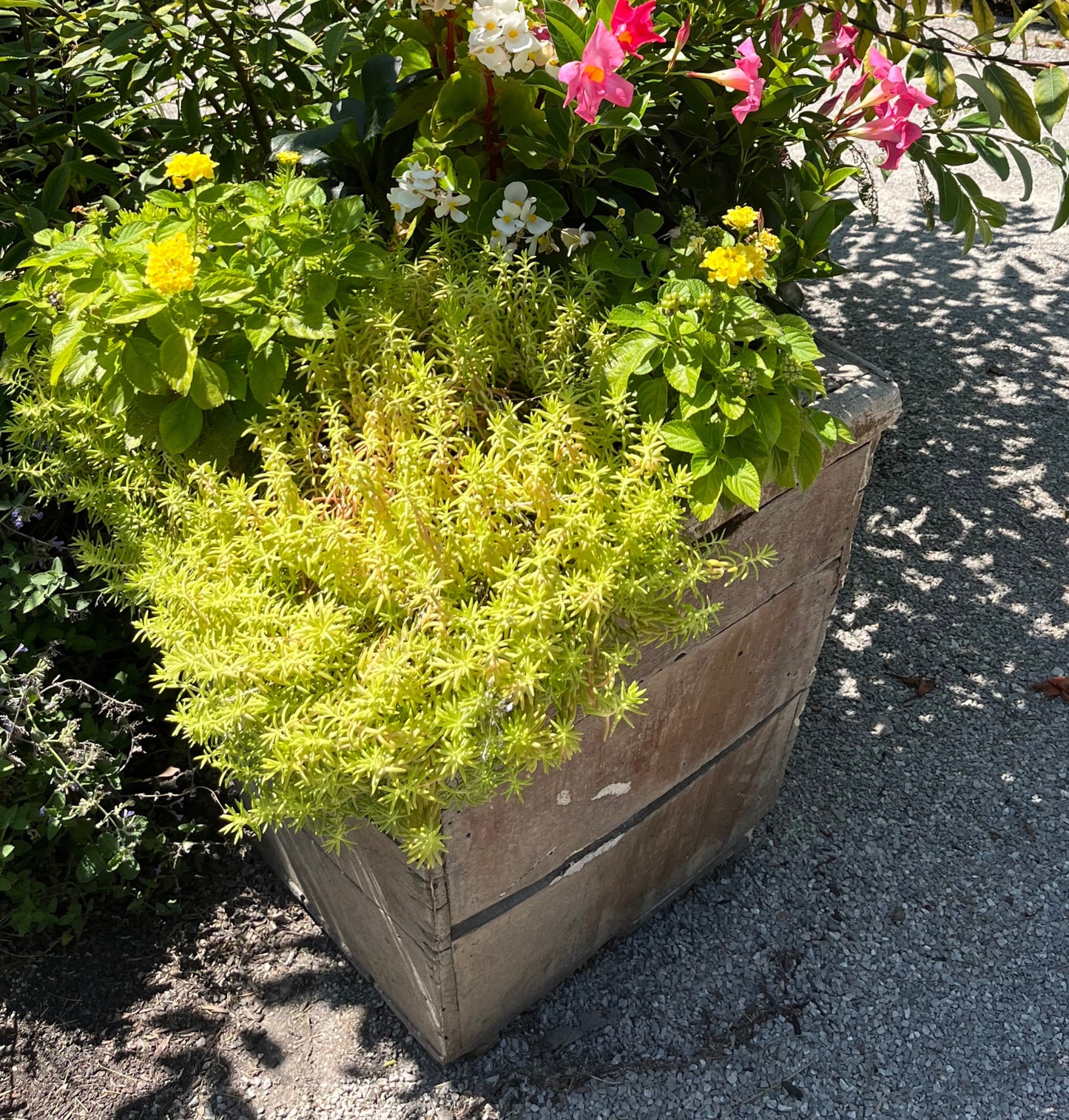 Sedum Lemon Ball Sedum Perennial Plant Yellow Flowers in a 6-in. (1-gal.) Black Grower Pot