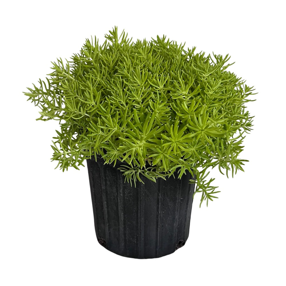 Sedum Lemon Ball Sedum Perennial Plant Yellow Flowers in a 6-in. (1-gal.) Black Grower Pot