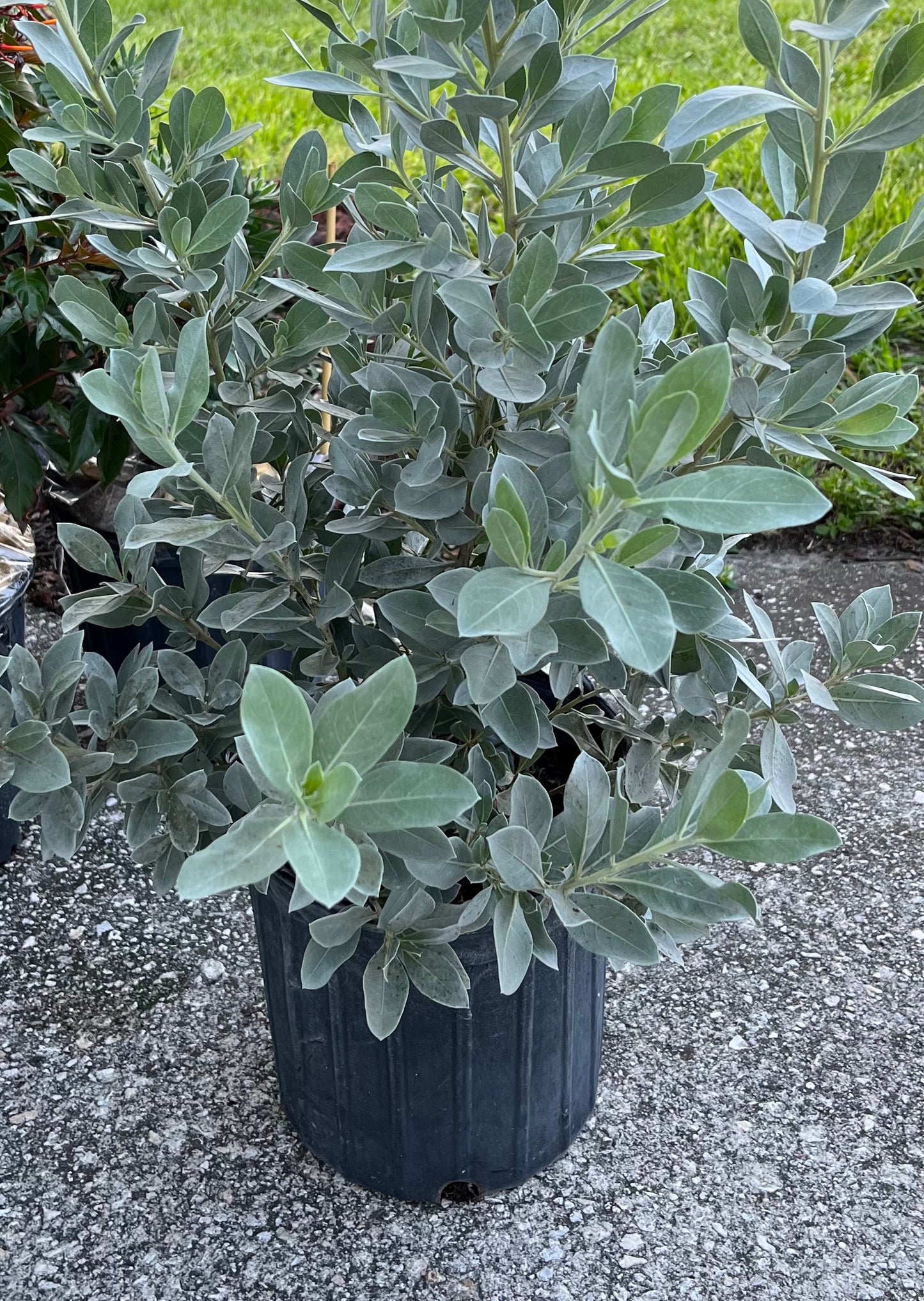 Silver Buttonwood Shrub (White Flowers) in 10 in. (3 Gal.) Grower Pot
