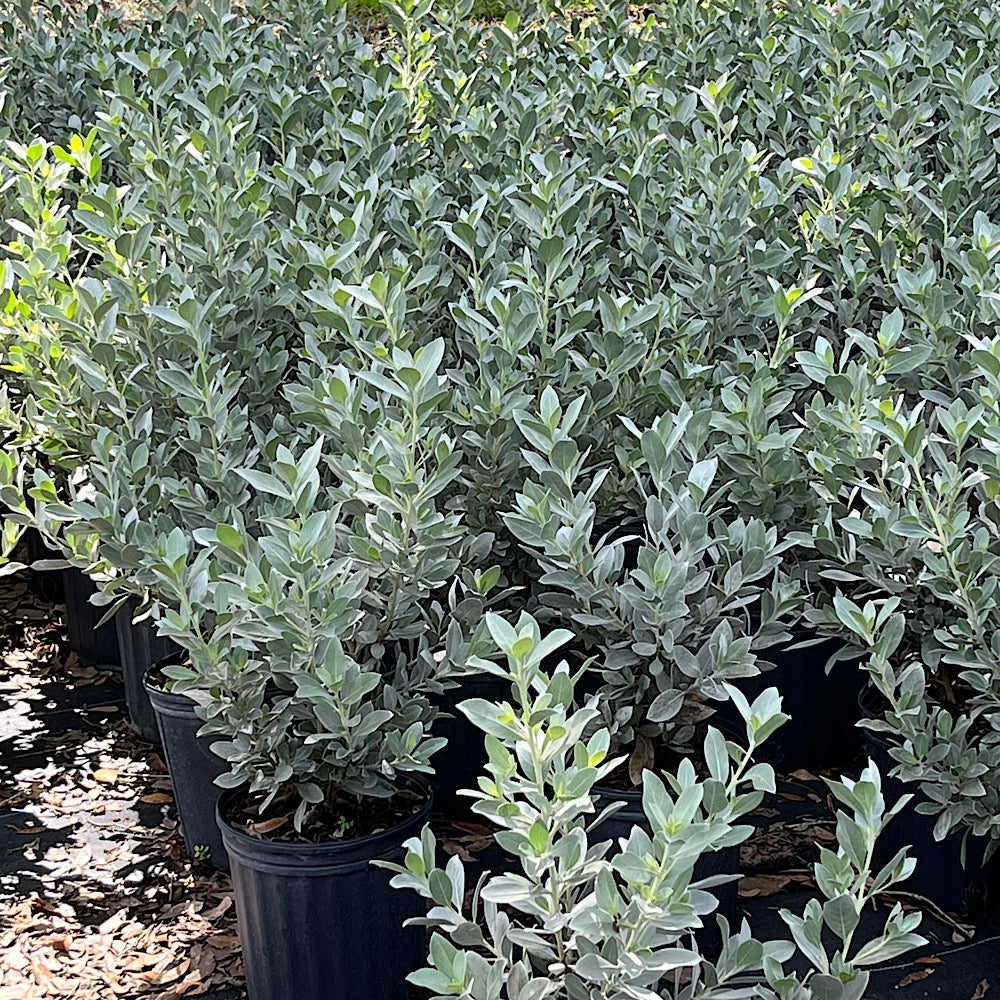 Silver Buttonwood Shrub (White Flowers) in 10 in. (3 Gal.) Grower Pot