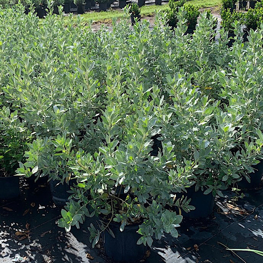 Silver Buttonwood Shrub (White Flowers) in 10 in. (3 Gal.) Grower Pot