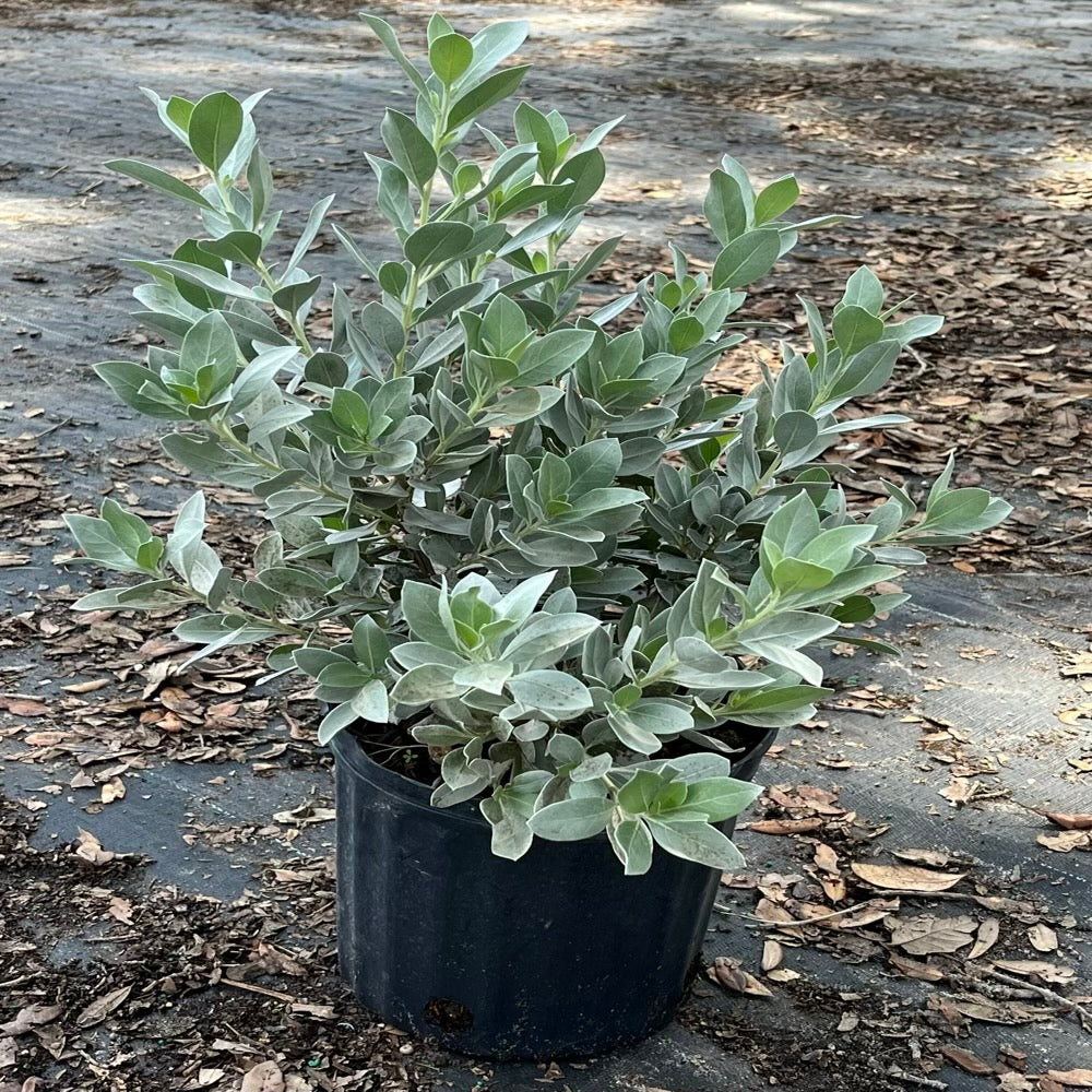 Silver Buttonwood Shrub (White Flowers) in 10 in. (3 Gal.) Grower Pot