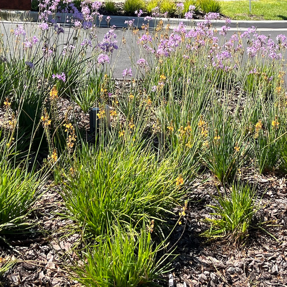Tulbaghia Society Garlic (Tulbaghia) Perennial Plant Lavender Flowers in a 6-in. (1-gal.) Black Grower Pot