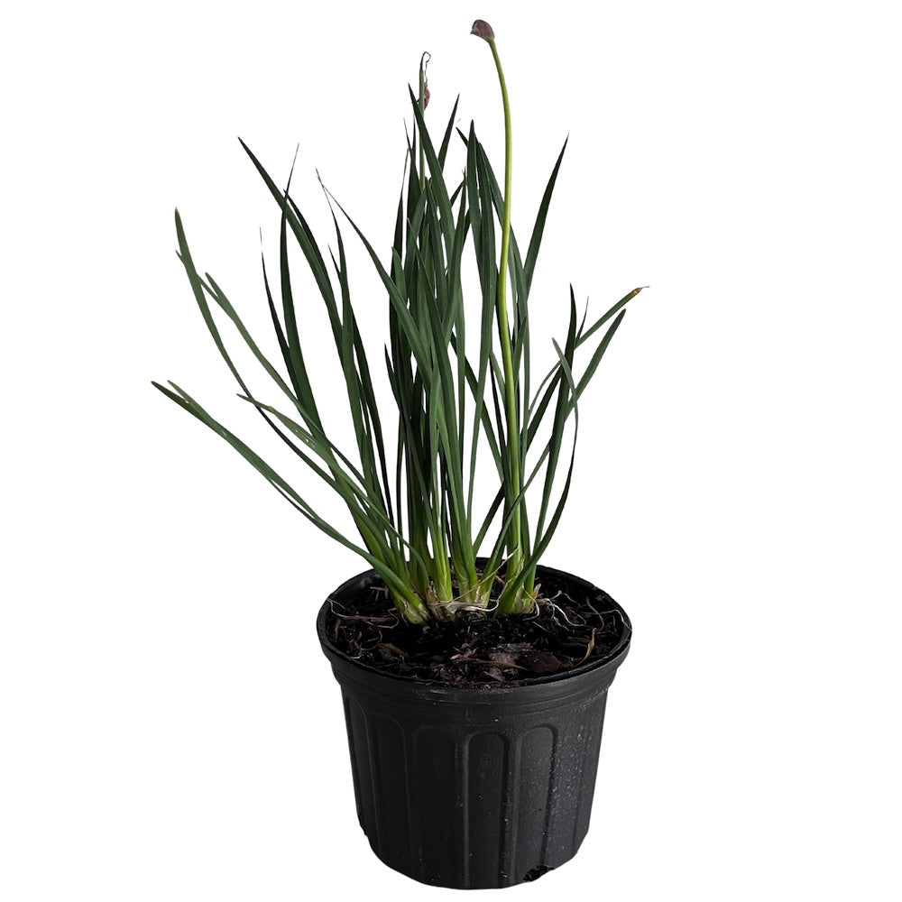 Tulbaghia Society Garlic (Tulbaghia) Perennial Plant Lavender Flowers in a 6-in. (1-gal.) Black Grower Pot