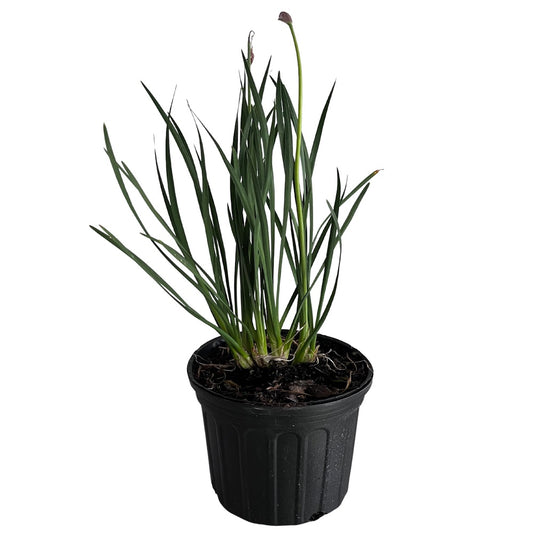 Tulbaghia Society Garlic (Tulbaghia) Perennial Plant Lavender Flowers in a 6-in. (1-gal.) Black Grower Pot