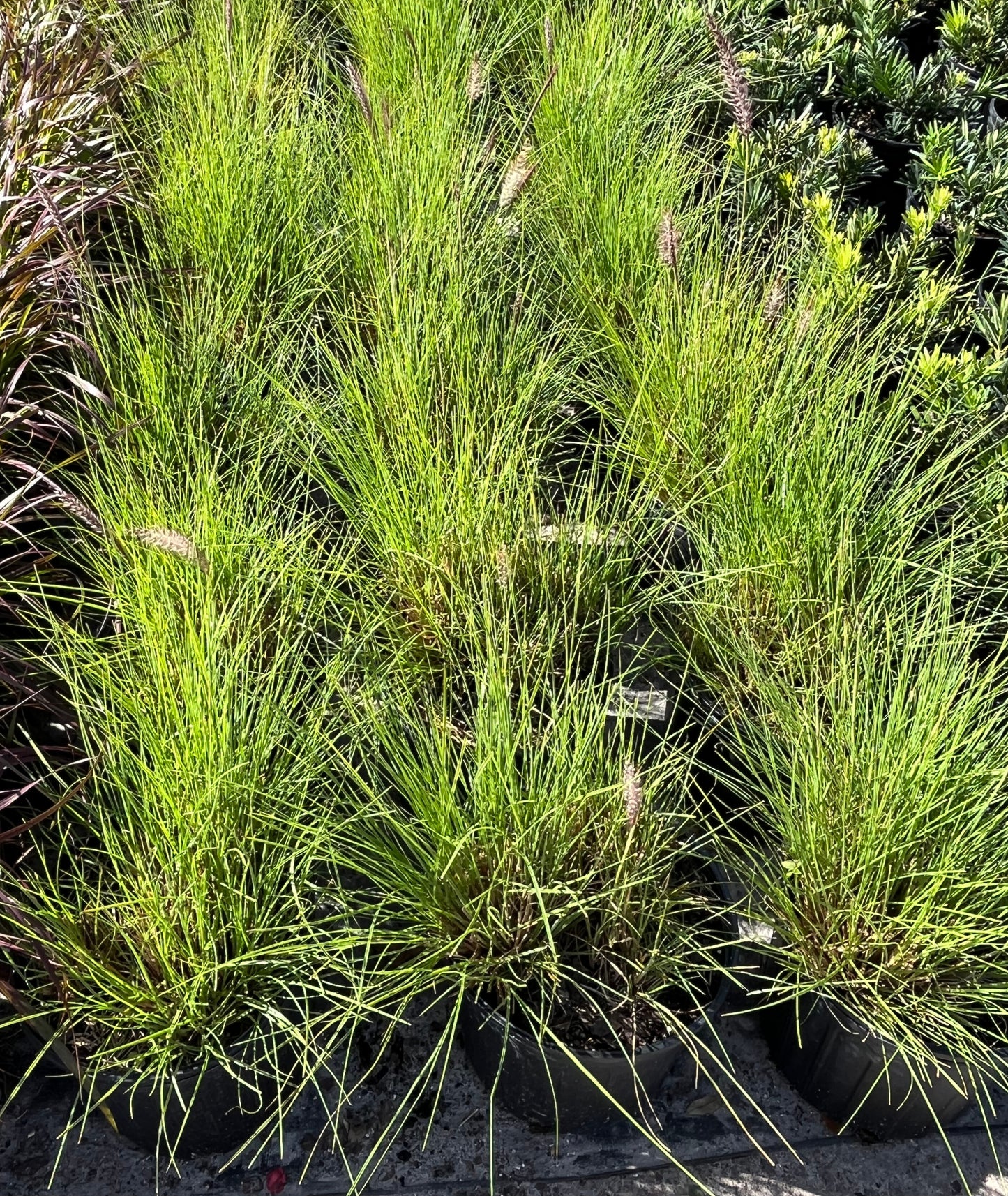 Grass Pennisetum White Fountain Grass Plant (Creamy White Flowers) in a 10 in. (3 Gal.) Grower Pot