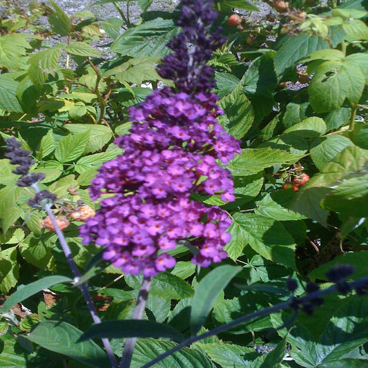 Buddleia Butterfly Bush Black Knight (Purple Flowers) in a 10 in. (3 Gal.) Grower Pot