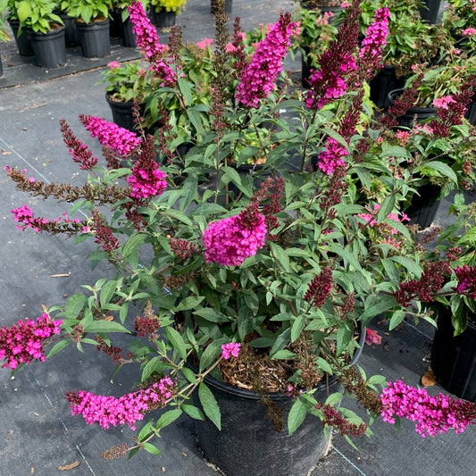 Buddleia Summer Bid Raspberry Products – OnlinePlantCenter