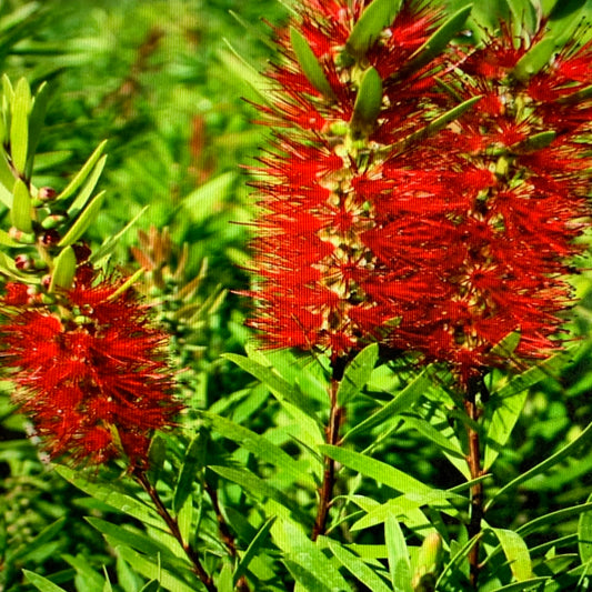Callistemon Bottlebrush Dwarf Little John Shrub (Red Flowers) in 10 in. (3 Gal.) Grower Pot
