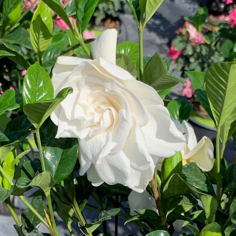 Gardenia Veitchii Flowering Shrub (White Blooms) in 10 in. (3 Gal.) Grower Pot