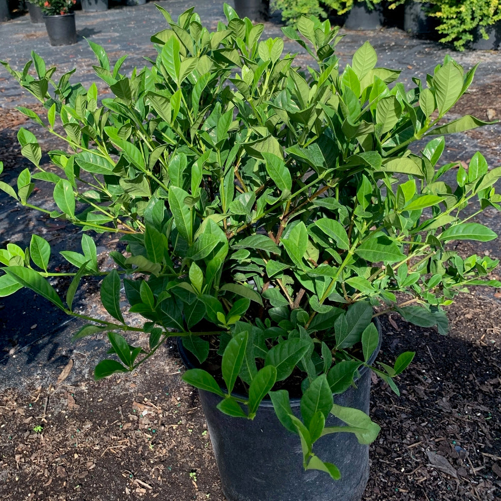 Gardenia Veitchii Flowering Shrub (White Blooms) in 10 in. (3 Gal.) Grower Pot