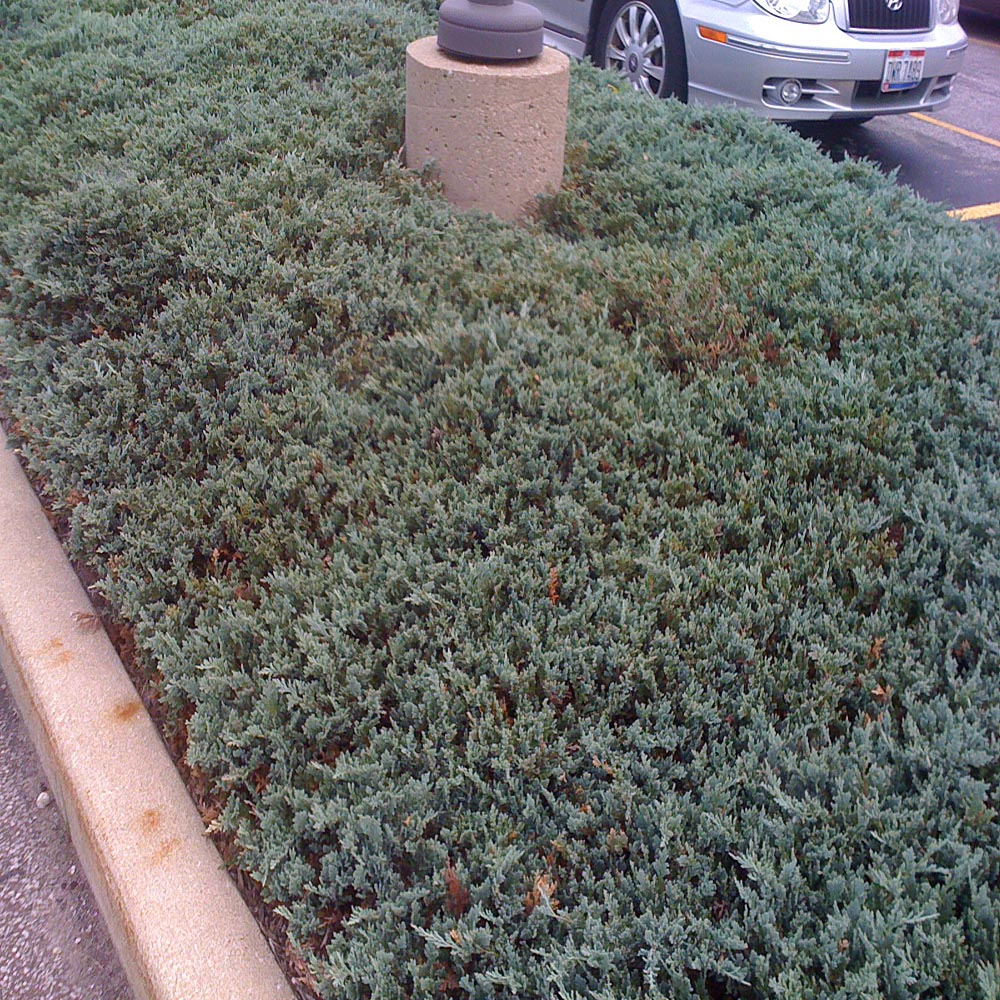 Juniper Blue Rug Shrub in a 10 in. (3 Gal.) Grower Pot