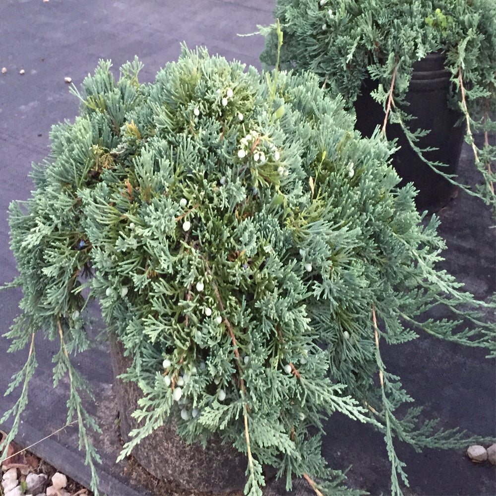 Juniper Rug Knockout Roses Juniperus Juniper Blue Rug Shrub in a 10 in. (3 Gal.) Grower Pot ...