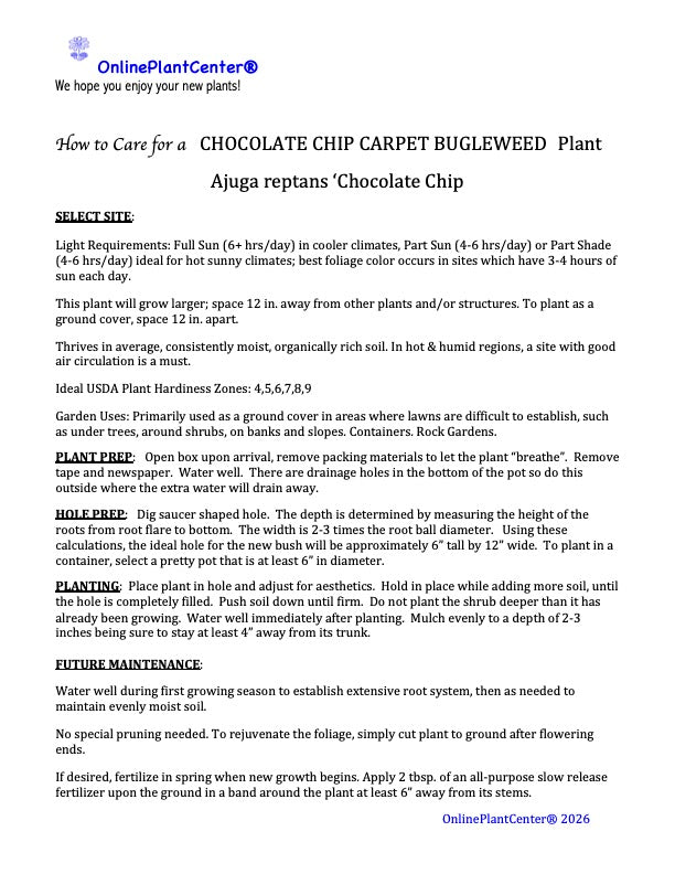 Ajuga Chocolate Chip Bugleweed Perennial Plant (Blue Flowers) in a 6-in. (1 Gal.) Grower Pot