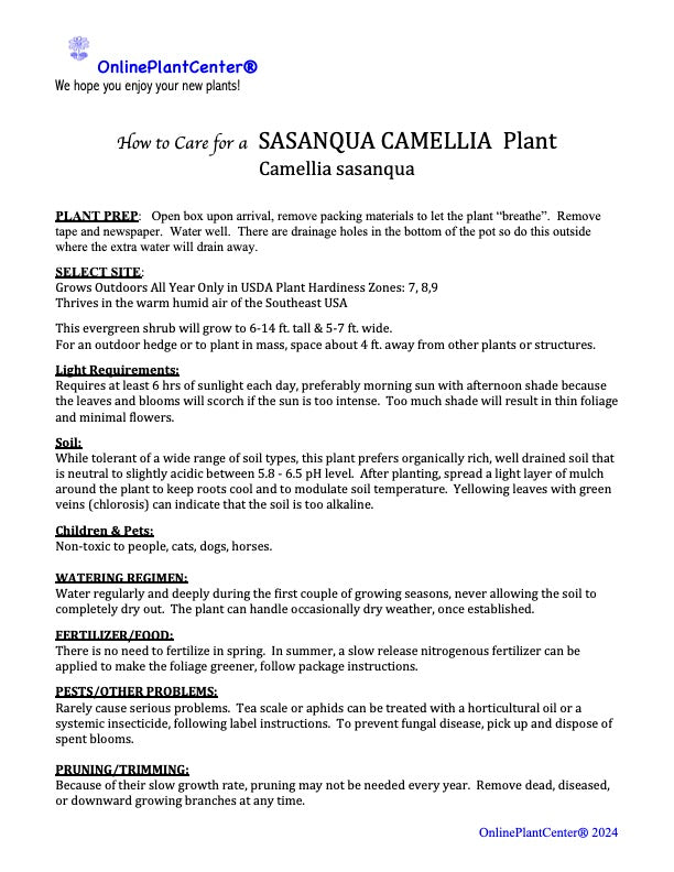 Camellia Sasanqua Kanjiro Flowering Shrub (Cerise Pink Flowers) in a 10 in. (3 Gal.) Grower Pot