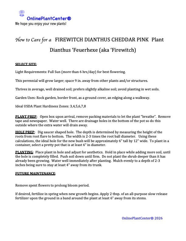 Dianthus Firewitch Cheddar Pink Perennial Plant (Pink Flowers) in a 6-in. (1 Gal.) Grower Pot