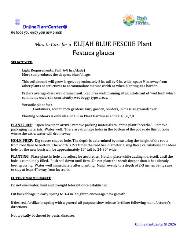 Grass Festuca Elijah Blue Dwarf Fescue Grass with Tan Grass Blooms in a 6-in. (1-gal.) Grower Pot
