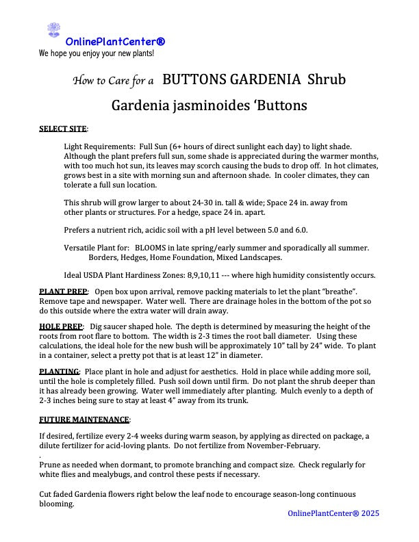 Gardenia Buttons Shrub in a 10-in. (3-Gal.) Grower Pot