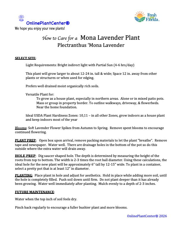 Plectranthus Mona Lavender Perennial Plant (Purple Flowers) in a 6-in. (1 Gal.) Grower Pot